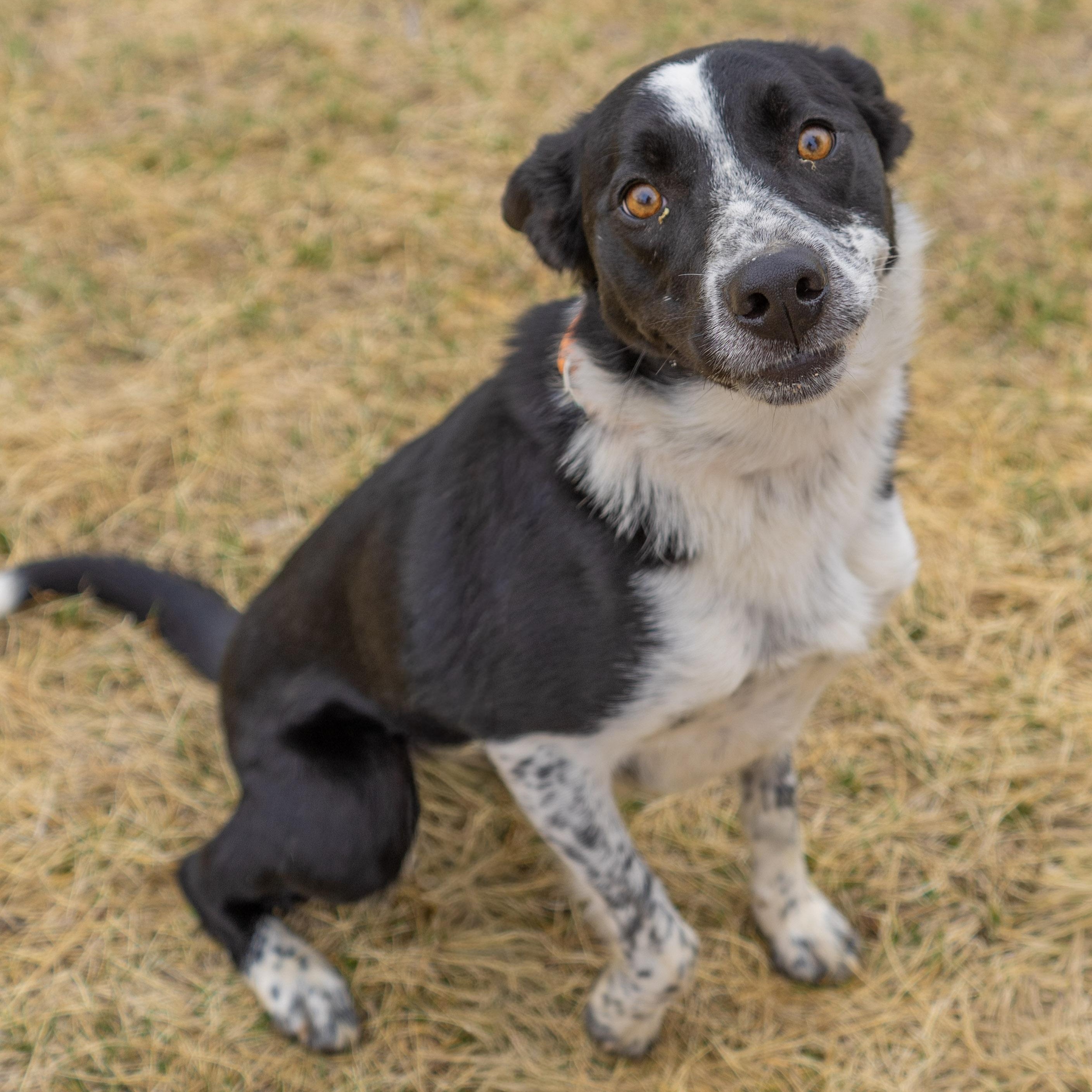 Moxie, Adoptable, Adult Female Border Collie.