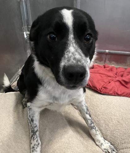 Enlarge Moxie, a Adoptable mixed breed in Rapid City, SD image 3/4