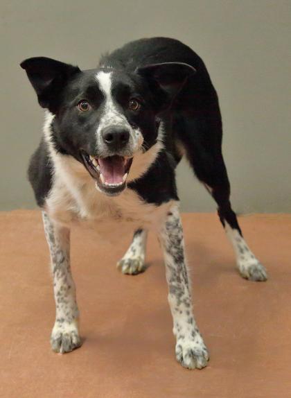 Enlarge Moxie, a Adoptable mixed breed in Rapid City, SD image 4/4