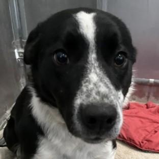 Enlarge Moxie, a Adoptable mixed breed in Rapid City, SD image 2/4