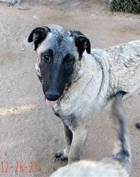 Paprika - of the Belgian Malinois x family, a Adoptable mixed breed in Apple Valley, CA image 3/3