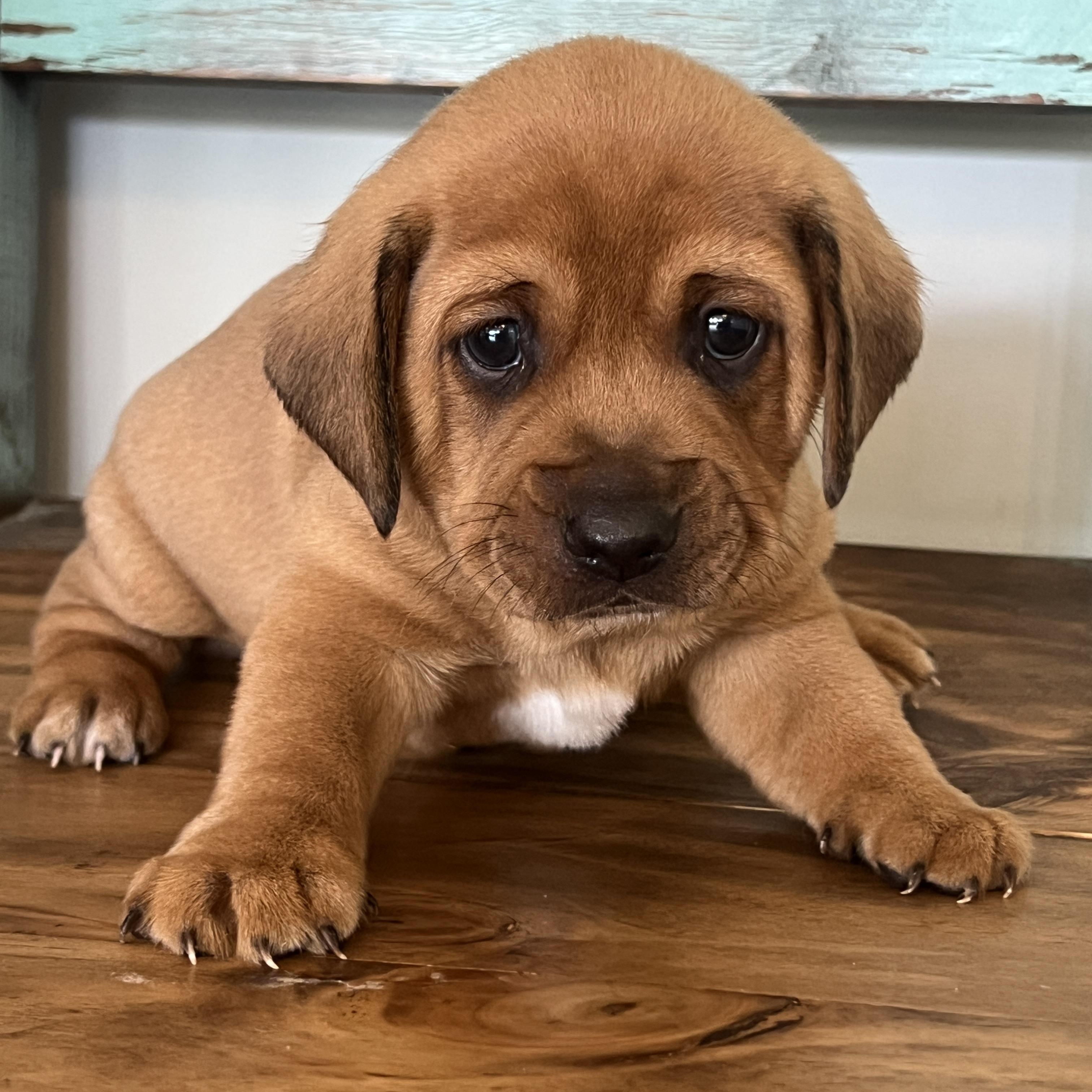 RIDGE, Adopted, Puppy Male Beagle.