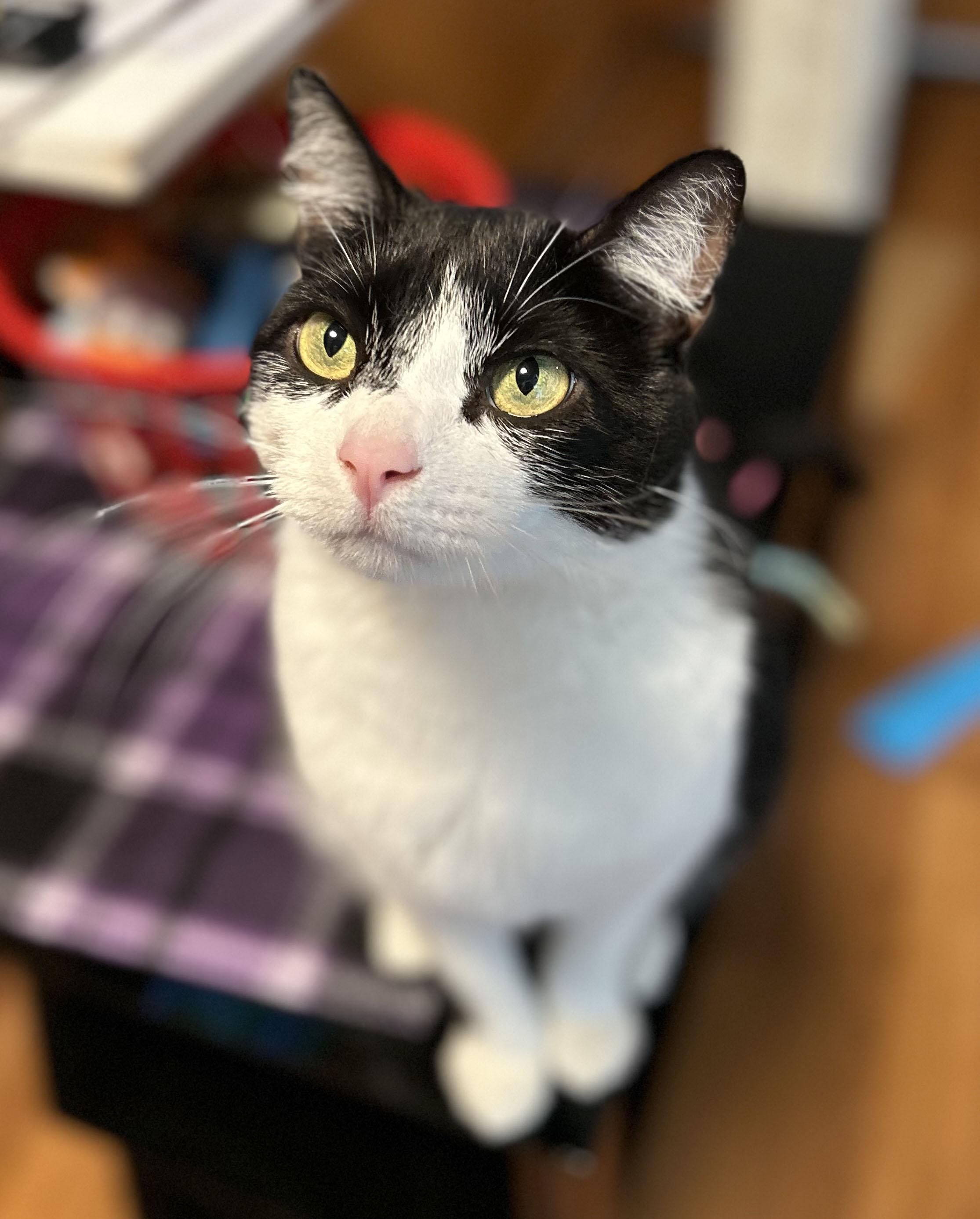 Oreo