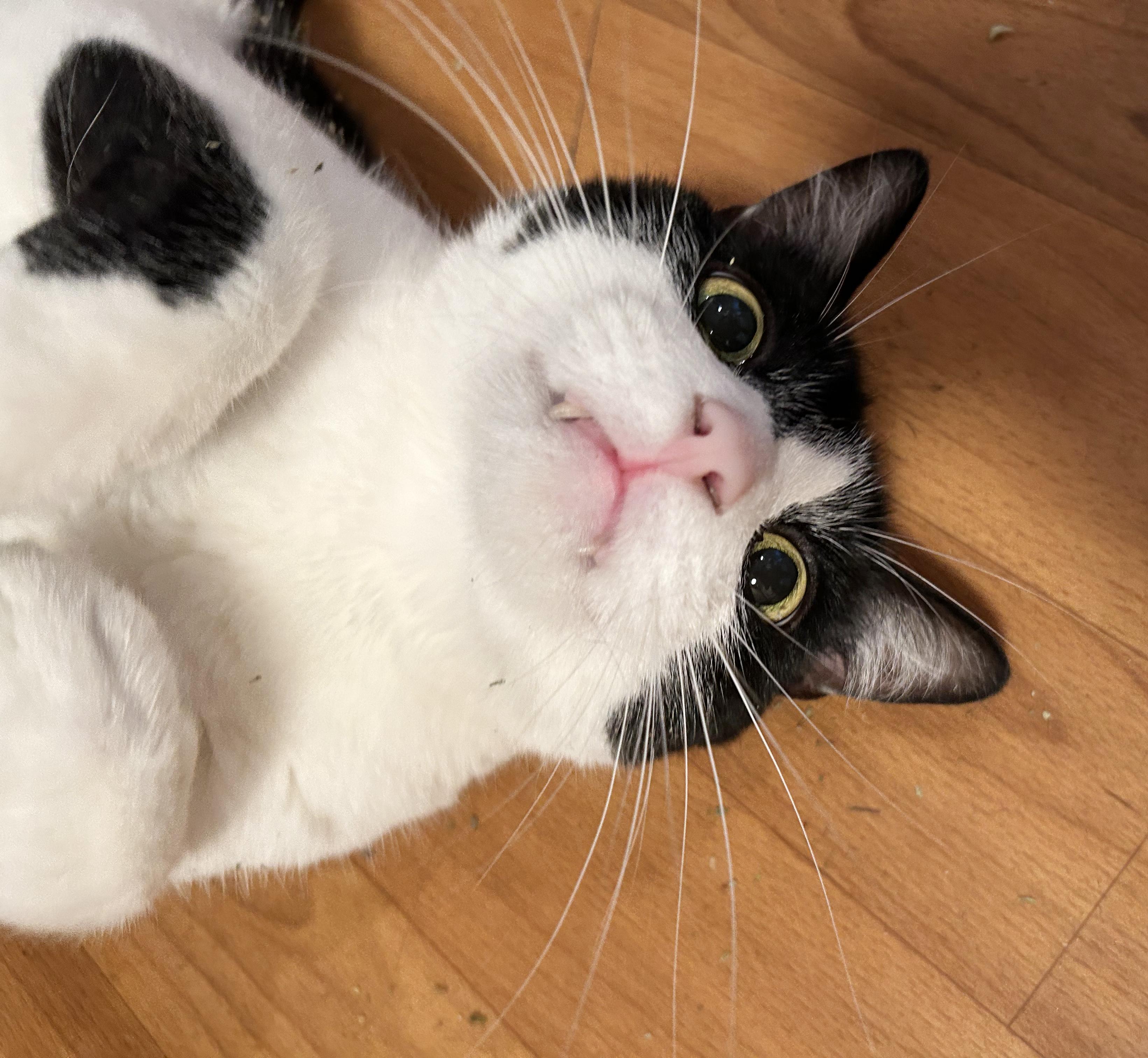 Oreo