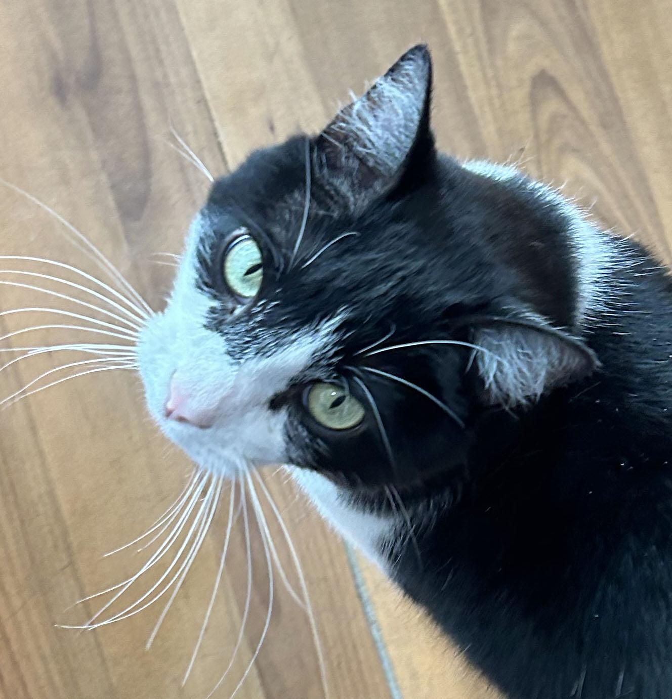 Oreo