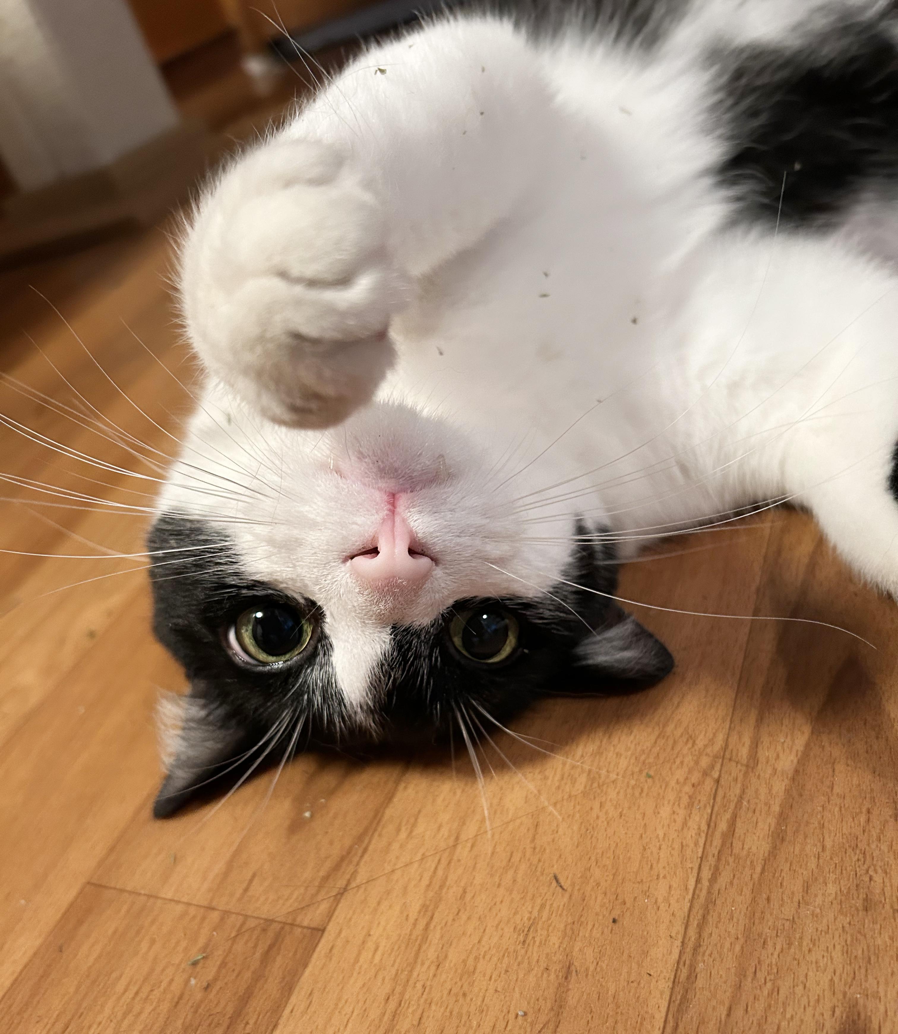 Oreo