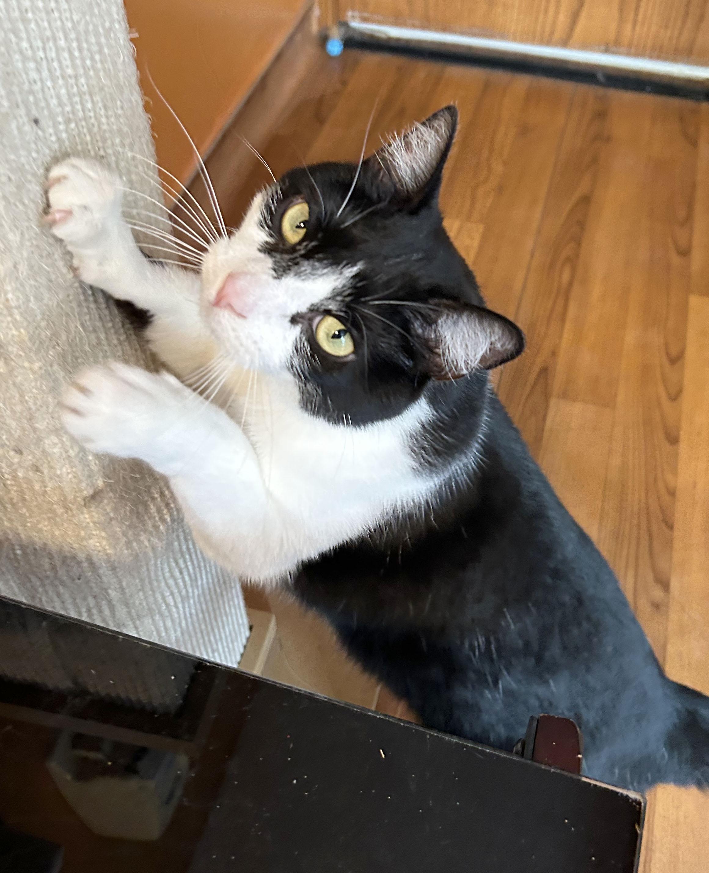 Oreo