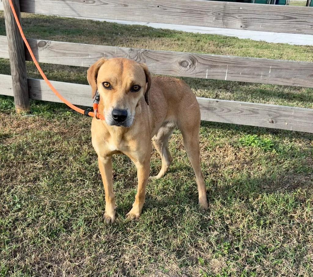 Enlarge Lucy, a Adopted Black Mouth Cur in Wauchula, FL image 1/1