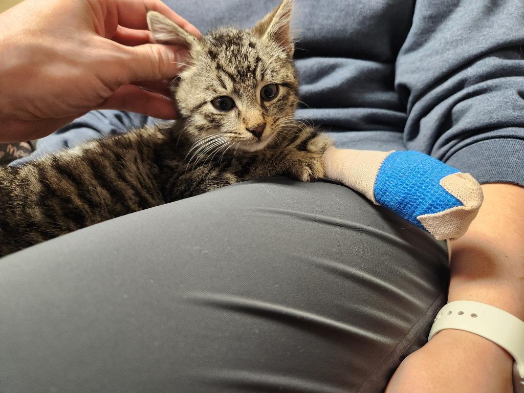 Carlo, Adoptable, Kitten Male Domestic Short Hair.