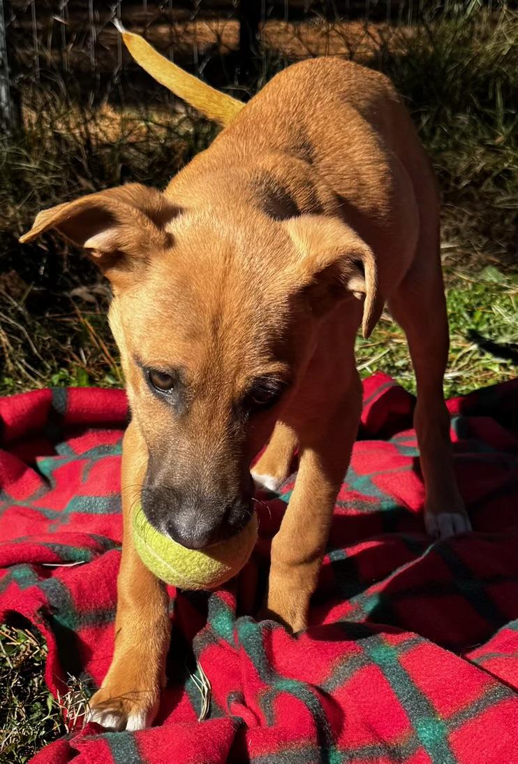 Gigi, a Adoptable mixed breed in Bloomington, IL image 1/5
