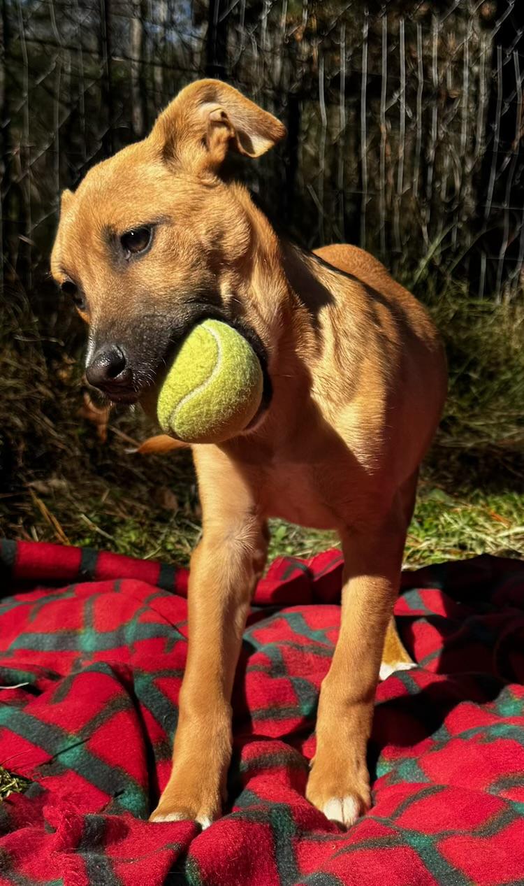 Gigi, a Adoptable mixed breed in Bloomington, IL image 4/5