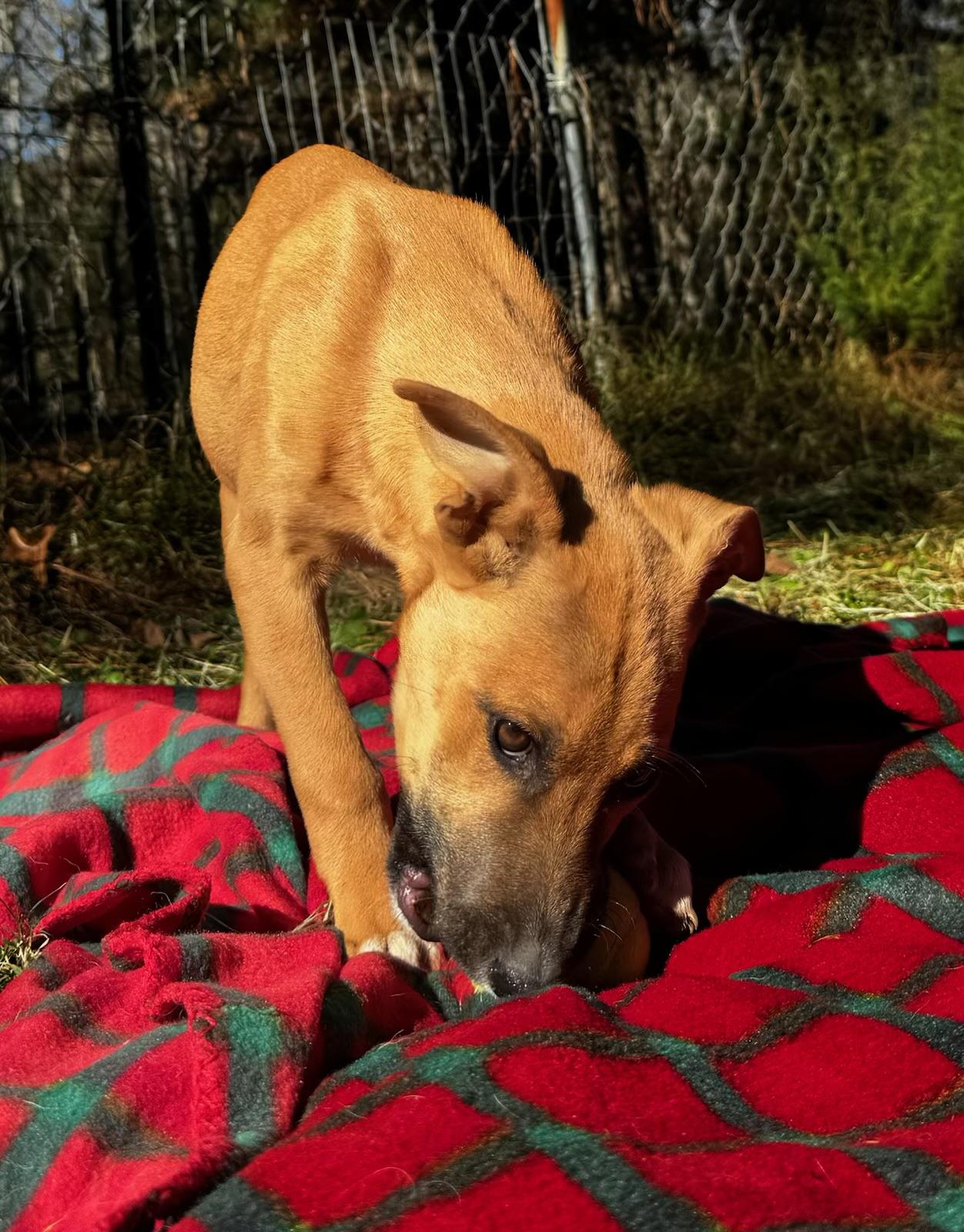 Gigi, a Adoptable mixed breed in Bloomington, IL image 2/5