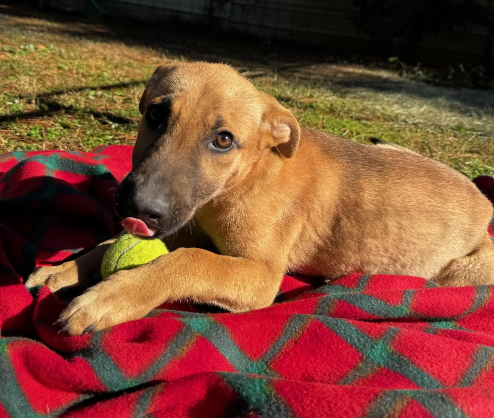 Gigi, a Adoptable mixed breed in Bloomington, IL image 5/5