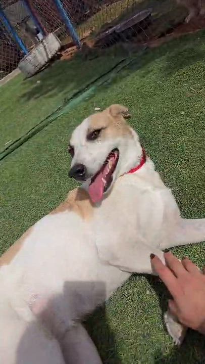 Enlarge Salma, the Beautiful Soul, a Adoptable Canaan Dog in Somerset, NJ video 4/4