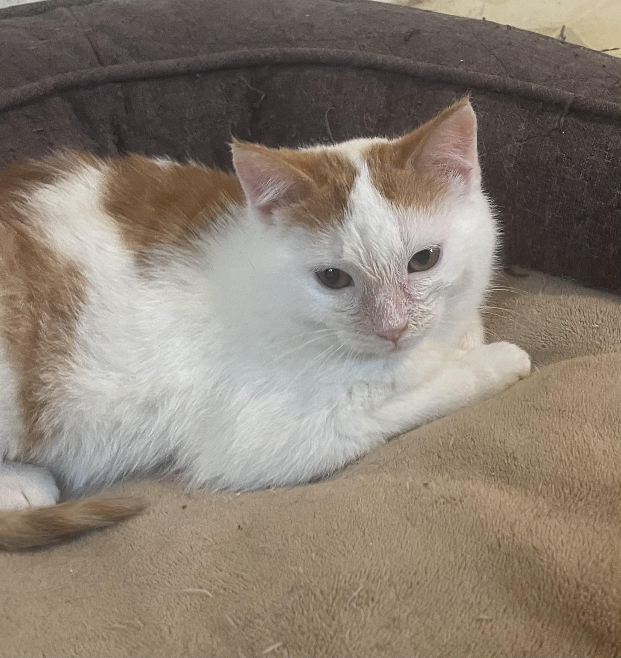 Bonnie, adopted, Kitten Female Domestic Short Hair.