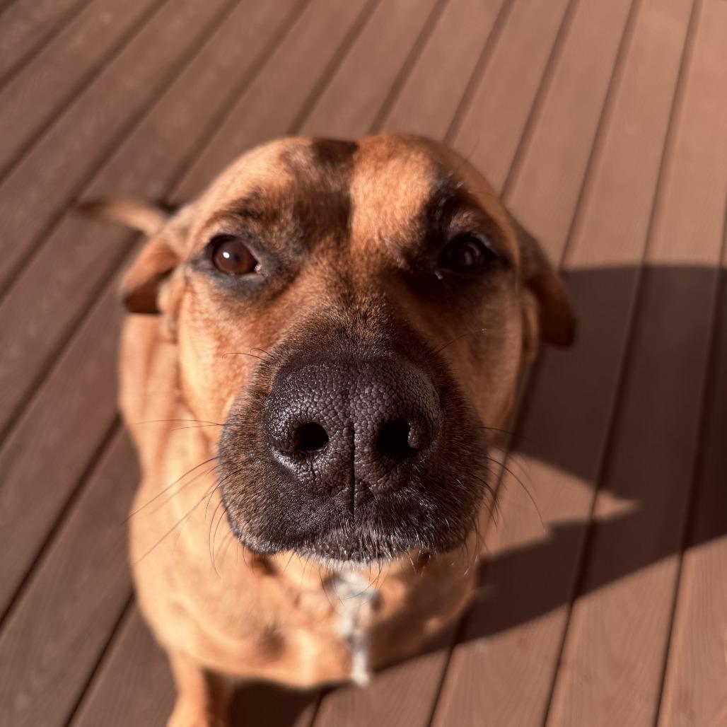 Teddy, Adoptable, Adult Male Rhodesian Ridgeback & Mixed Breed.
