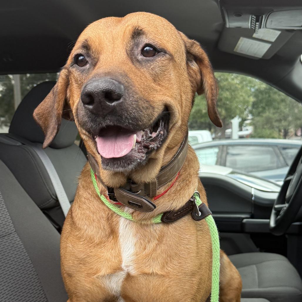 Enlarge Teddy, a Adoptable mixed breed in Colorado Springs, CO image 2/4