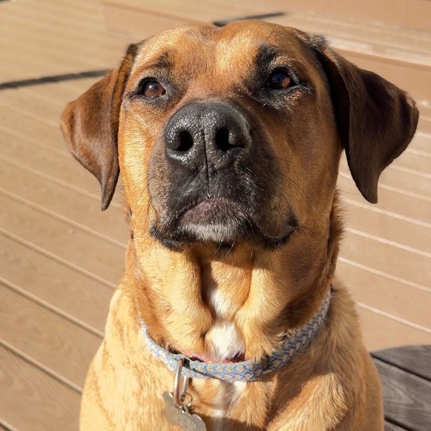 Enlarge Teddy, a Adoptable mixed breed in Colorado Springs, CO image 3/4