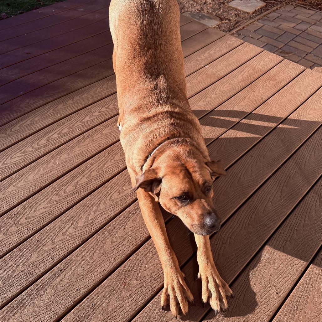 Enlarge Teddy, a Adoptable mixed breed in Colorado Springs, CO image 4/4