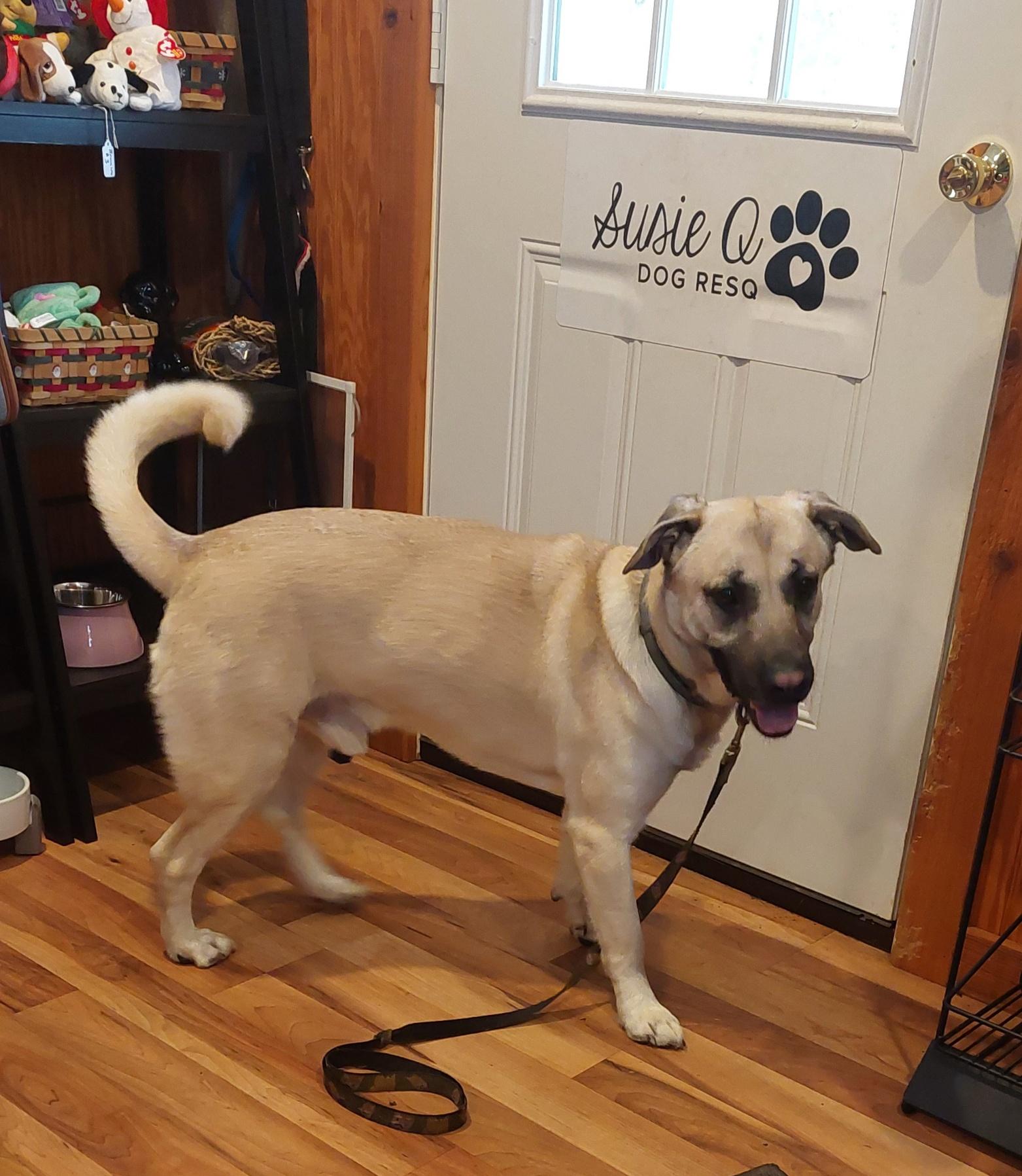 Hackett, a ADOPTABLE mixed breed in Conesus, NY image 1/3