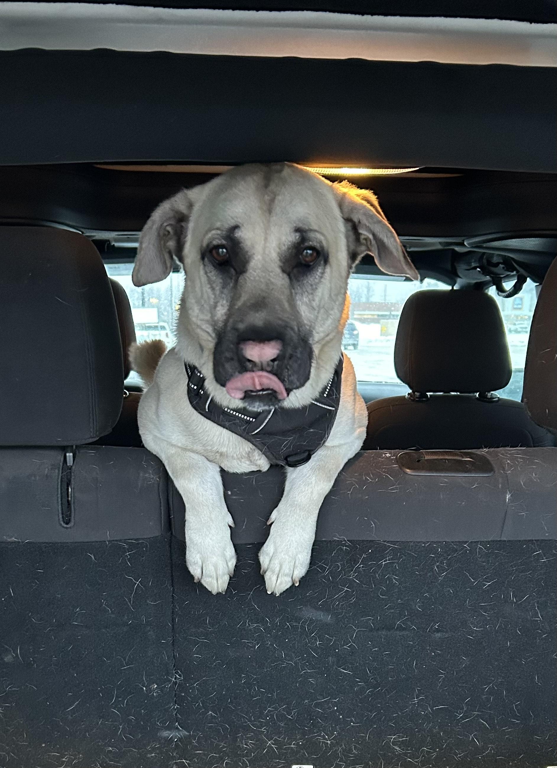 Hackett, a ADOPTABLE mixed breed in Conesus, NY image 2/3