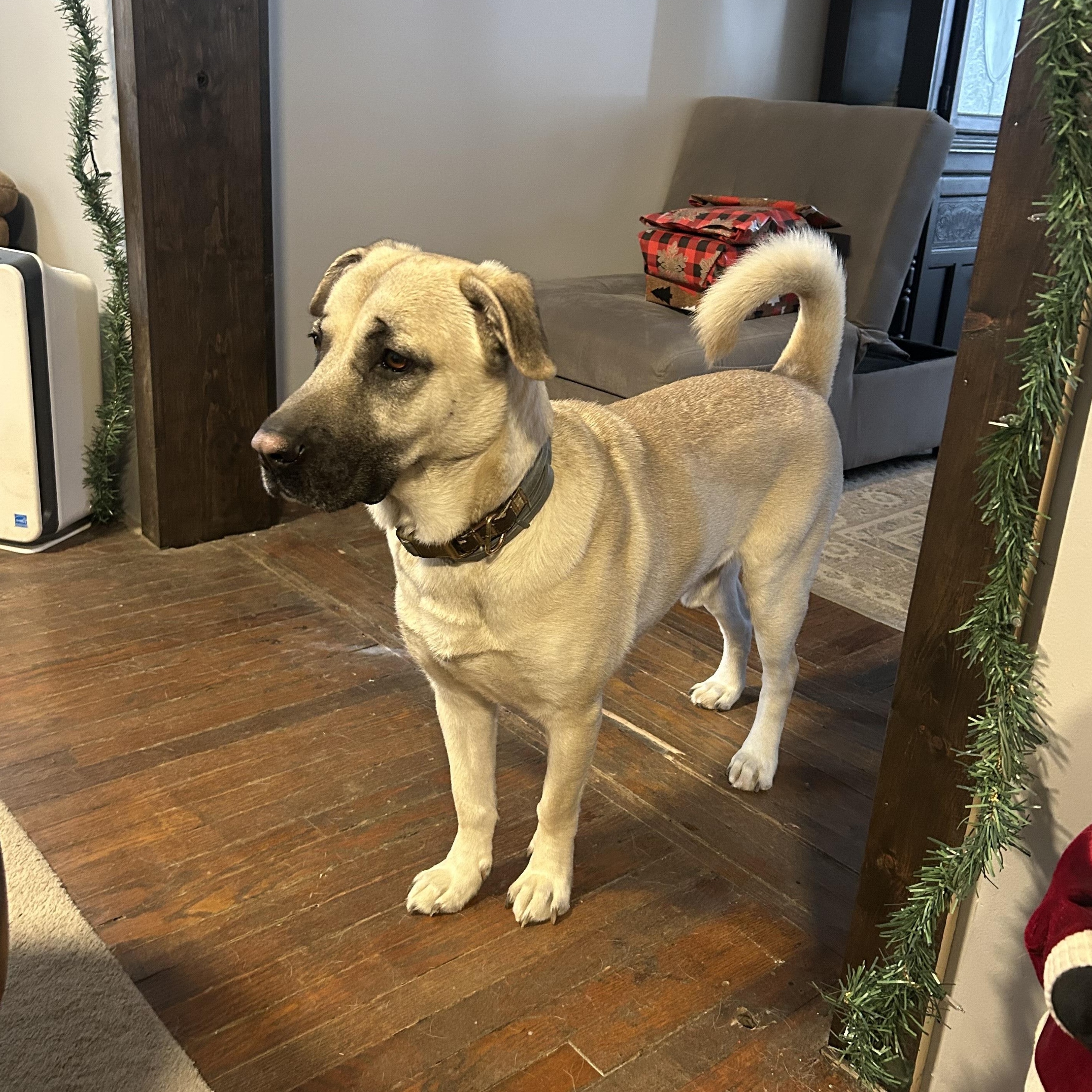 Hackett, a ADOPTABLE mixed breed in Conesus, NY image 3/3