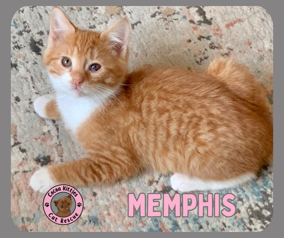 Memphis, Adopted, Young Male Domestic Short Hair.