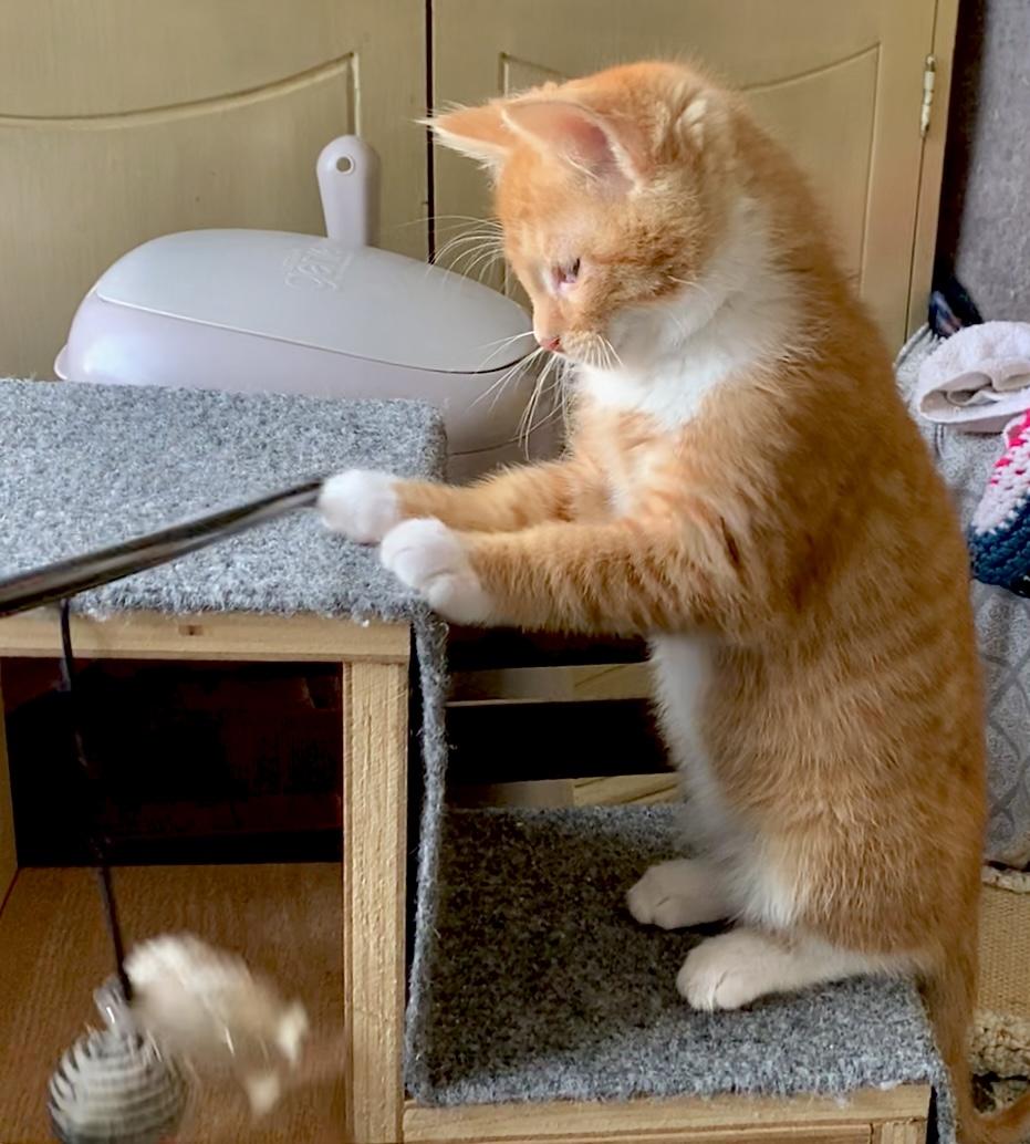 Enlarge Memphis, a Adopted mixed breed in Hershey, PA image 2/6