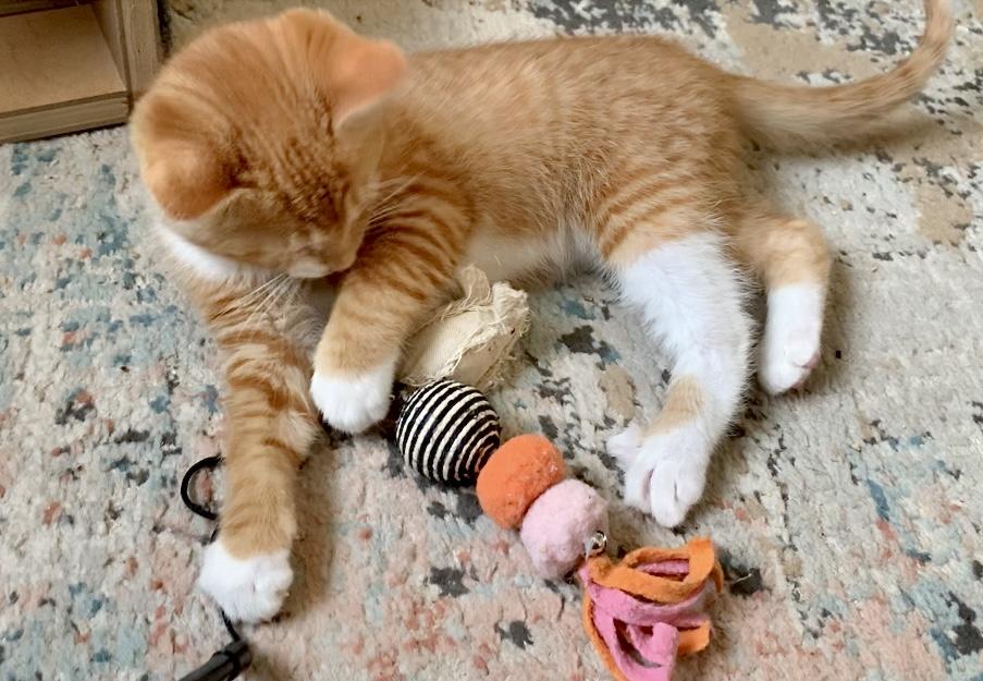 Enlarge Memphis, a Adopted mixed breed in Hershey, PA image 3/6