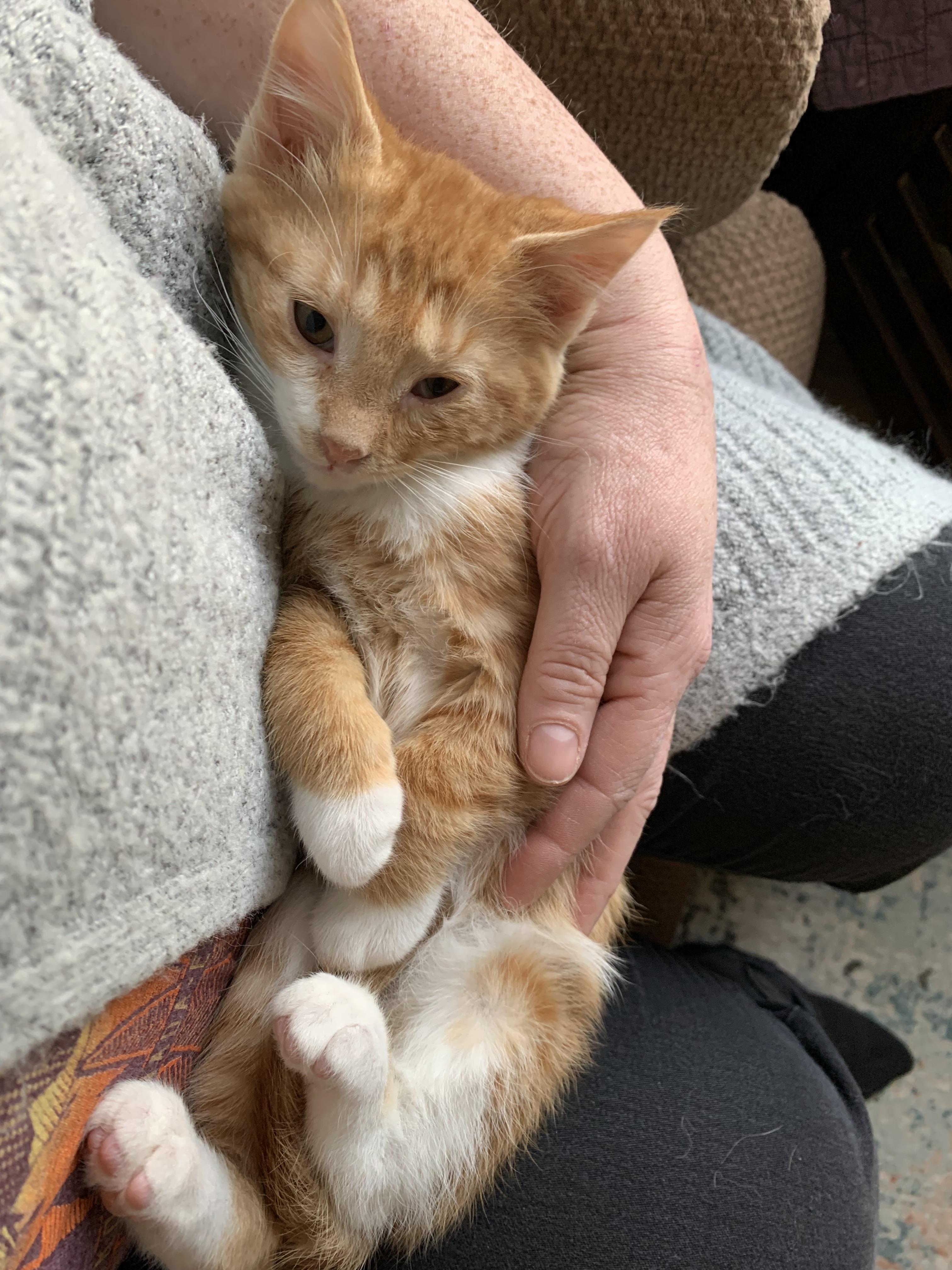 Enlarge Memphis, a Adopted mixed breed in Hershey, PA image 4/6