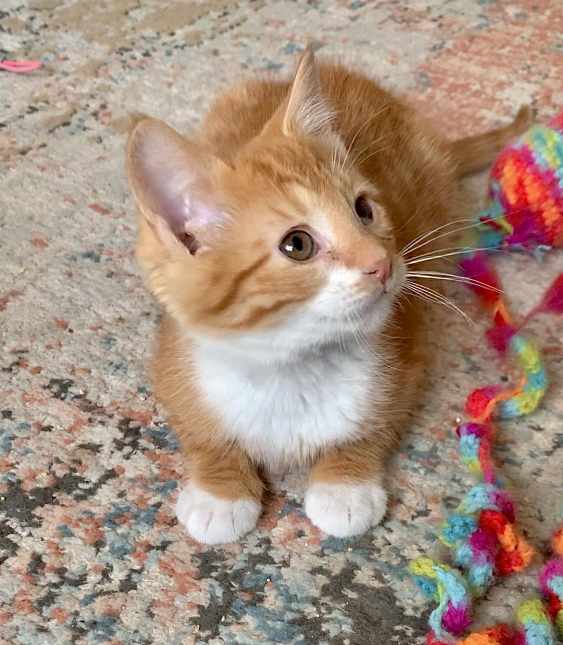 Enlarge Memphis, a Adopted mixed breed in Hershey, PA image 5/6