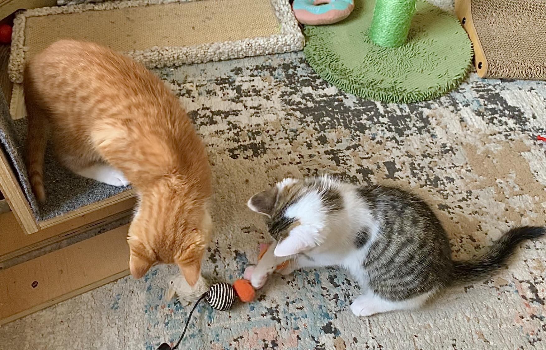 Enlarge Memphis, a Adopted mixed breed in Hershey, PA image 6/6