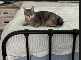 Enlarge Luna, a Adoptable Domestic Short Hair in Fort Worth, TX image 1/1