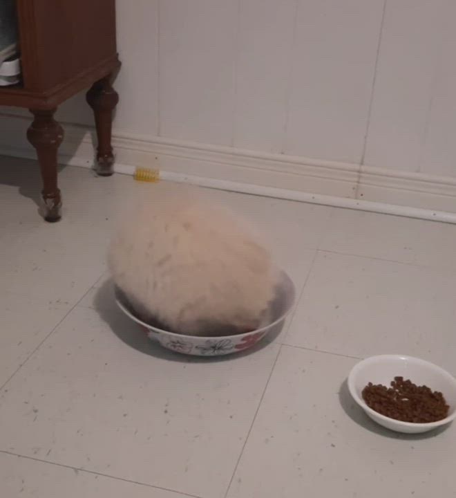 Enlarge MiouMiou, a Adopted mixed breed in Montreal, QC video 1/5