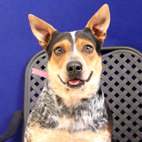 Little Debbie, Adoptable, Young Female Australian Cattle Dog / Blue Heeler.