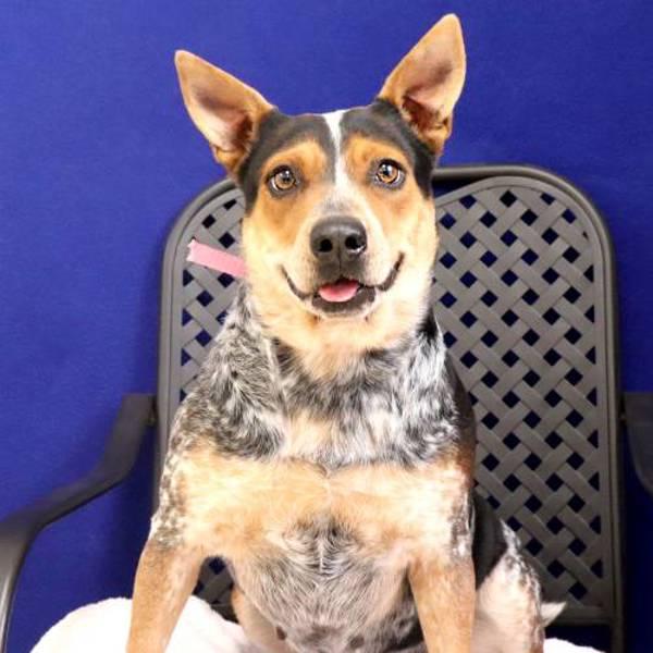 Little Debbie, a Adoptable mixed breed in Fort Davis, TX image 2/2