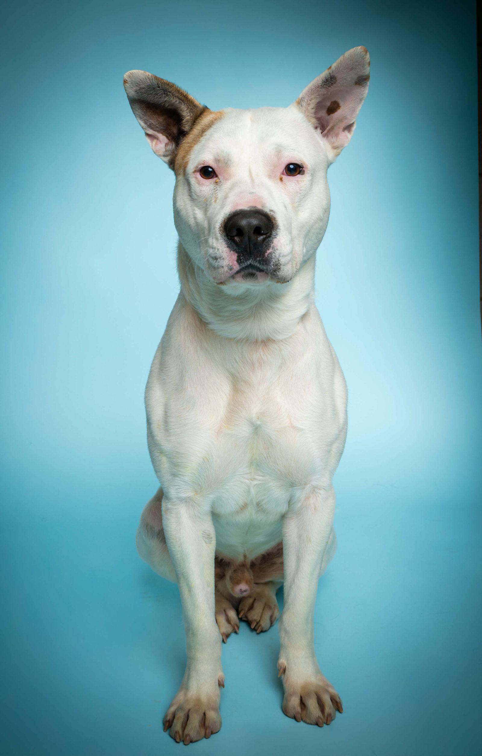 Enlarge Bandit, a Adoptable Dogo Argentino in Richardson, TX image 1/1