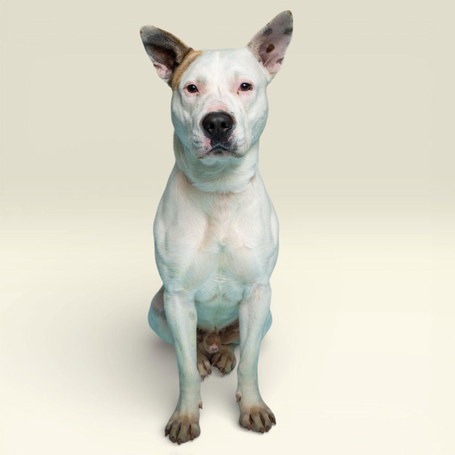 Bandit, Adoptable, Young Male Dogo Argentino.