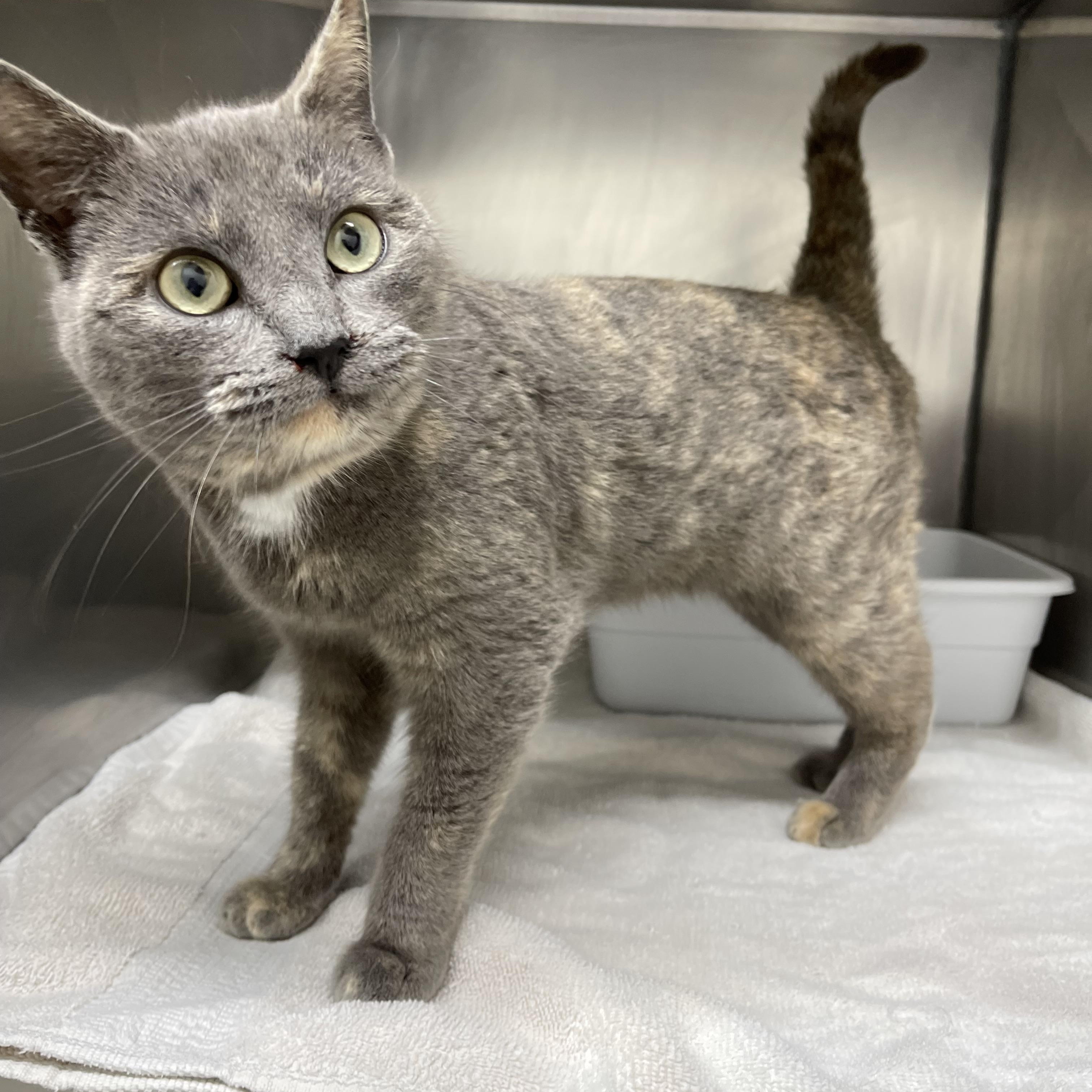 Enlarge Maizey, a ADOPTABLE Domestic Short Hair in Farmville, VA image 1/1