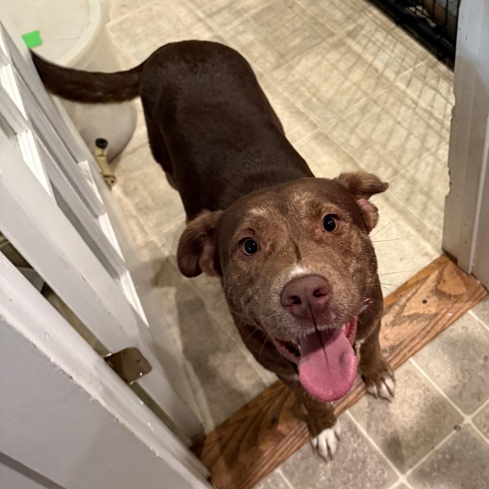 Cimmaron, Adoptable, Adult Female Mountain Cur.