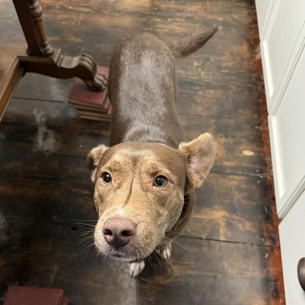 Enlarge Cimmaron, a Adoptable mixed breed in Boston, MA image 2/6