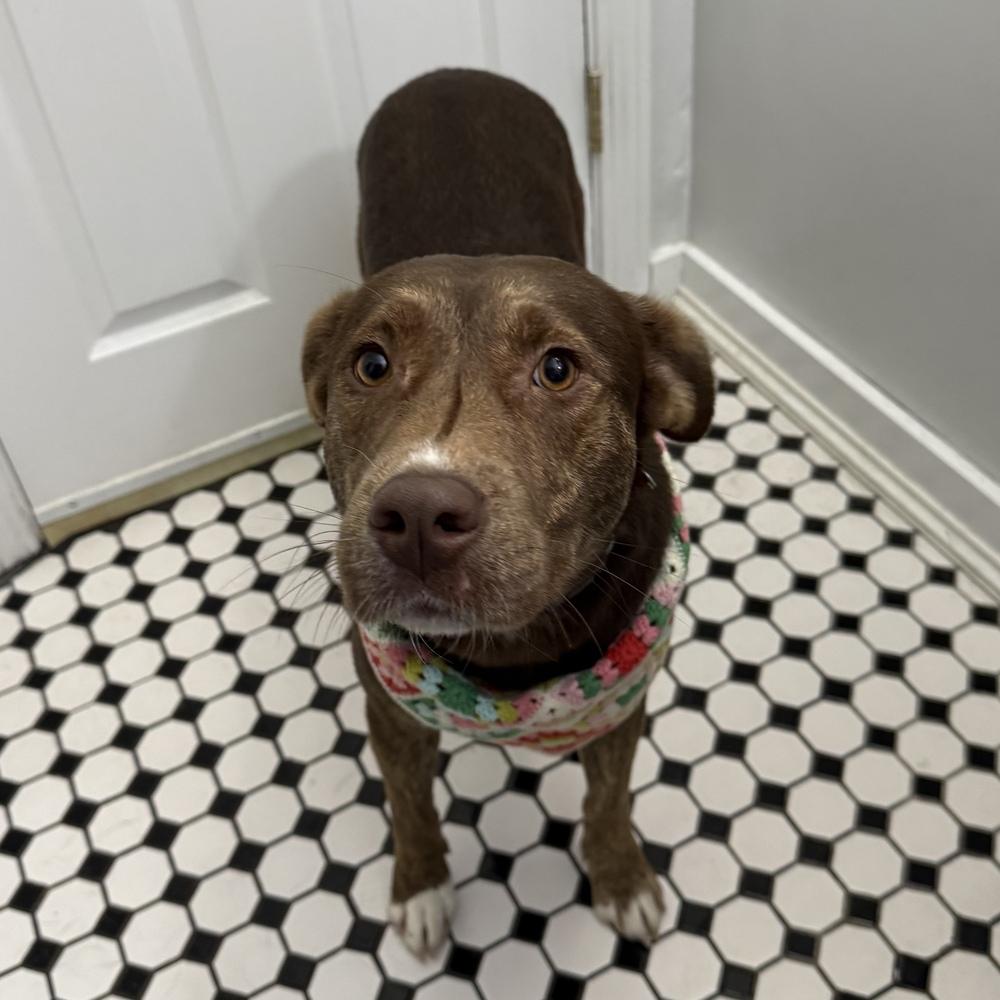 Enlarge Cimmaron, a Adoptable mixed breed in Boston, MA image 4/6