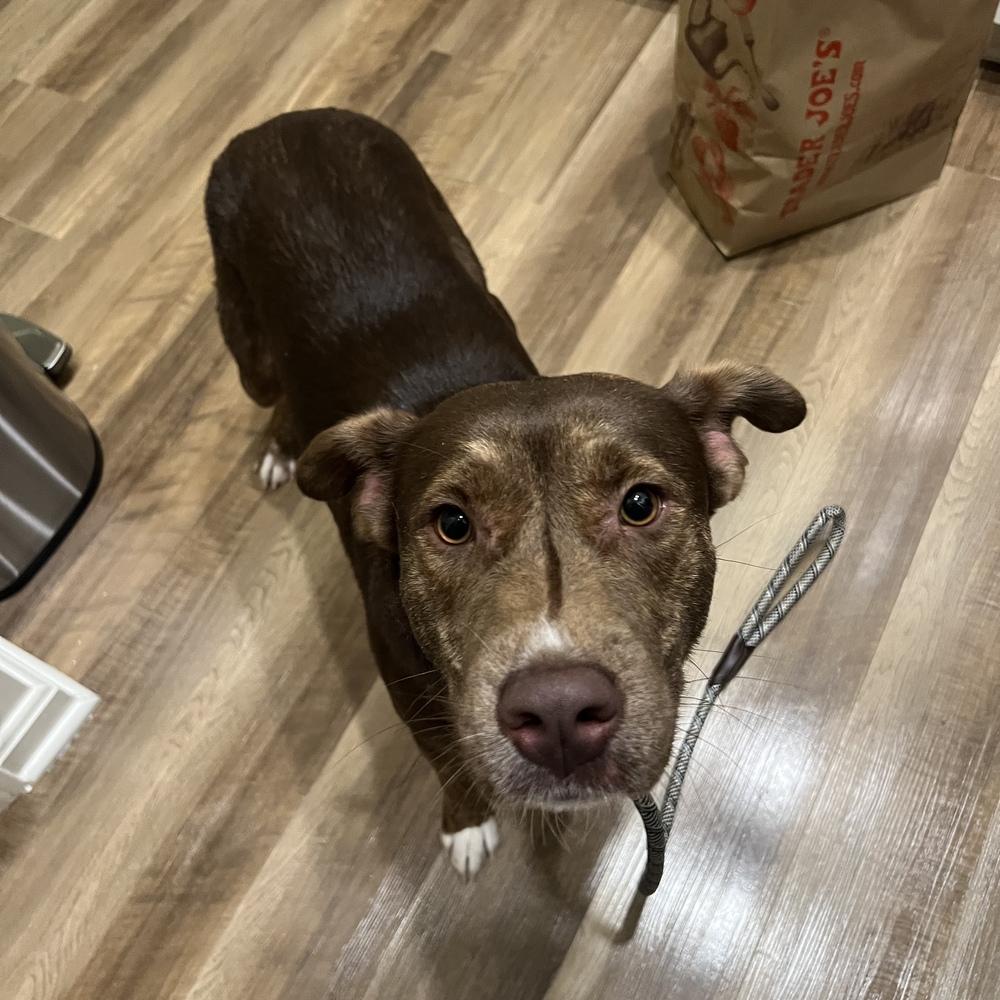 Enlarge Cimmaron, a Adoptable mixed breed in Boston, MA image 5/6