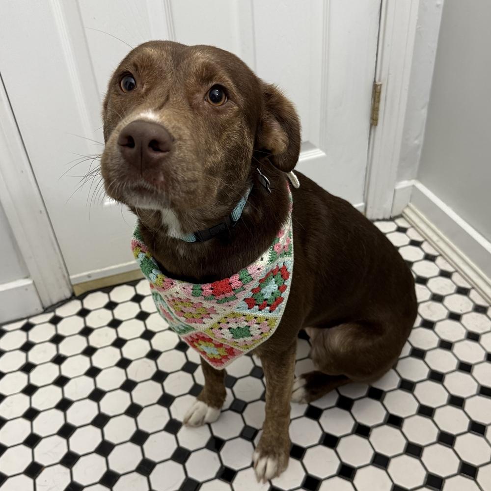 Enlarge Cimmaron, a Adoptable mixed breed in Boston, MA image 6/6