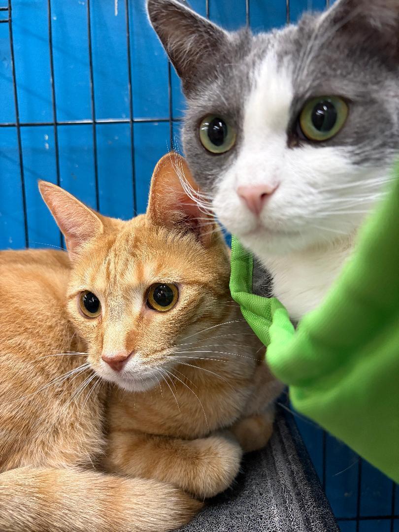 Enlarge Pepper, an adopted Domestic Short Hair in Louisville, KY image 2/2