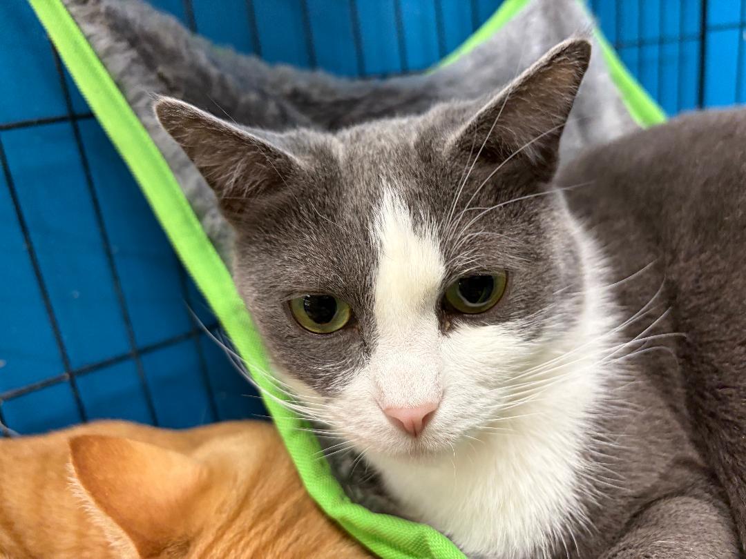 Enlarge Pepper, an adopted Domestic Short Hair in Louisville, KY image 1/2