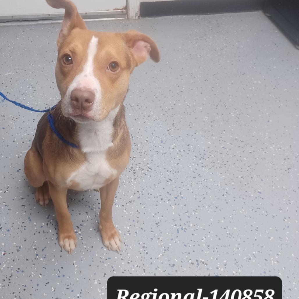 Regional, Adoptable, Adult Male Pit Bull Terrier.