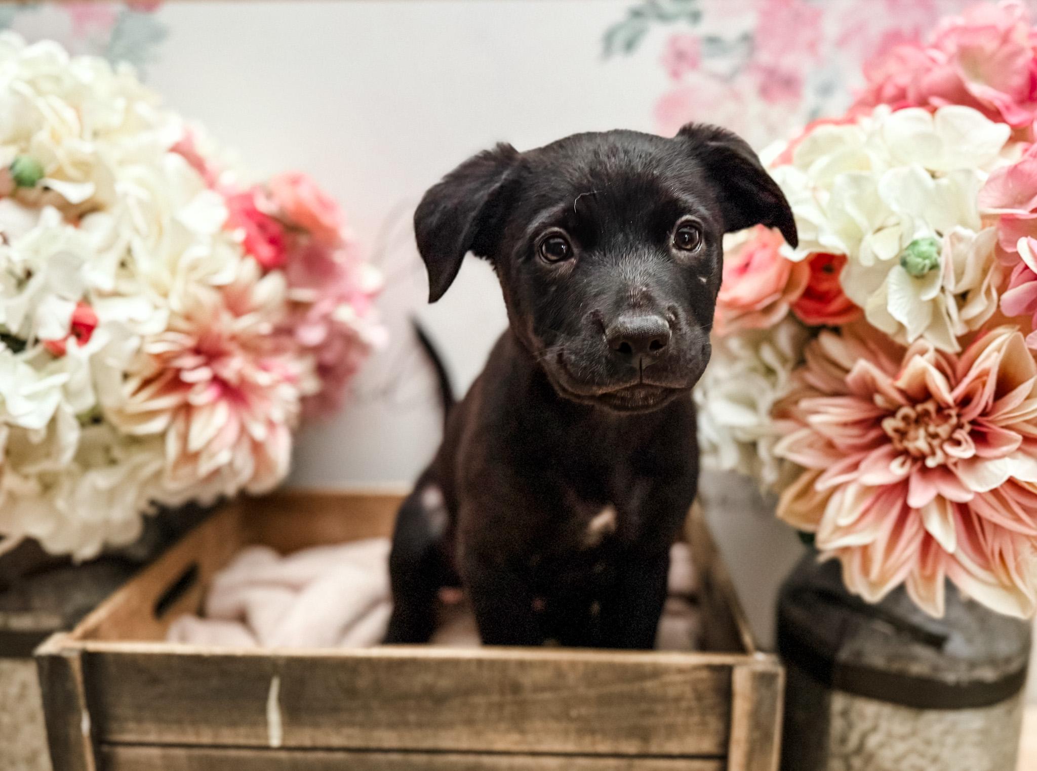 Coriander , Adoptable, Puppy Male Boxer & Spitz.