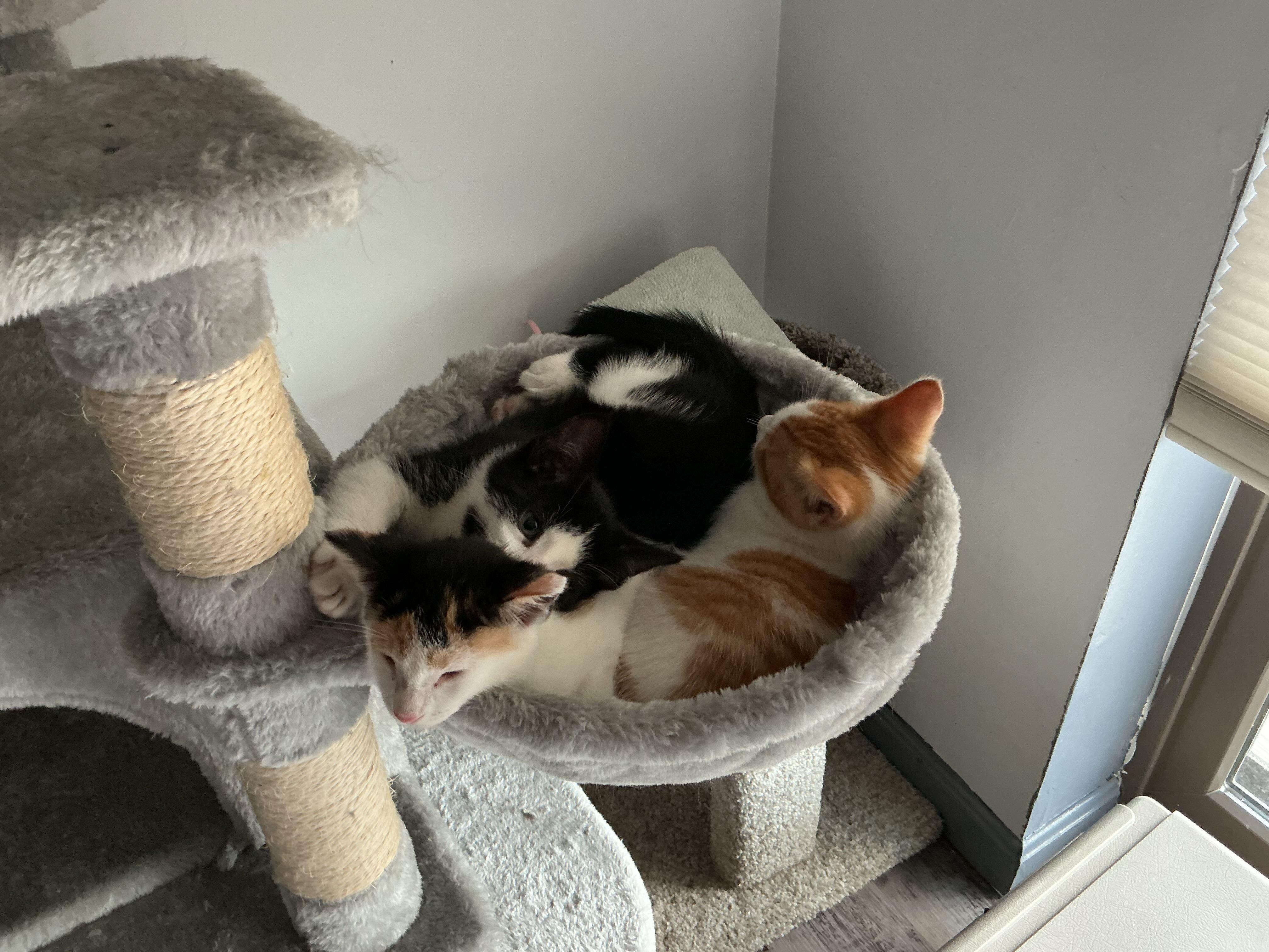 Bug, Buttons, and Ducky, a Adoptable Domestic Short Hair in Waltham, MA image 3/6
