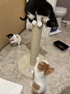 Bug, Buttons, and Ducky, a Adoptable Domestic Short Hair in Waltham, MA image 2/6